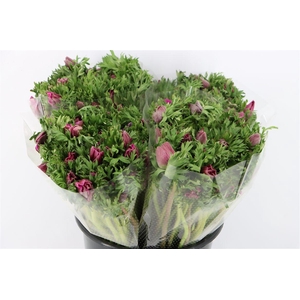 Anem Marianne Orchid