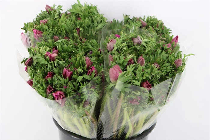 <h4>Anem Marianne Orchid</h4>