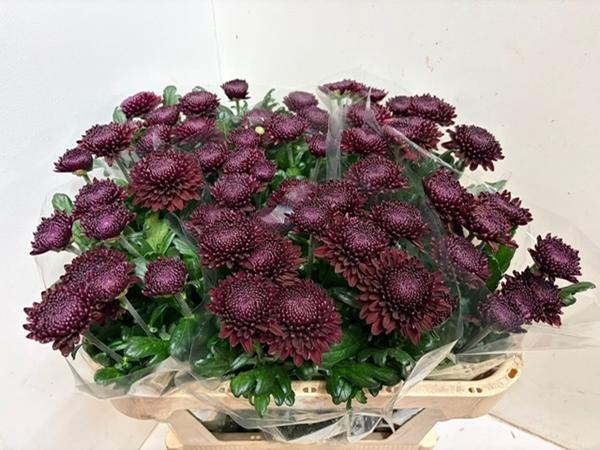 <h4>Chr G Poker</h4>