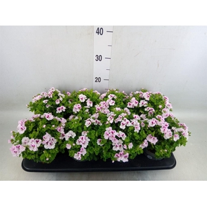 Pelargonium gran.   ..