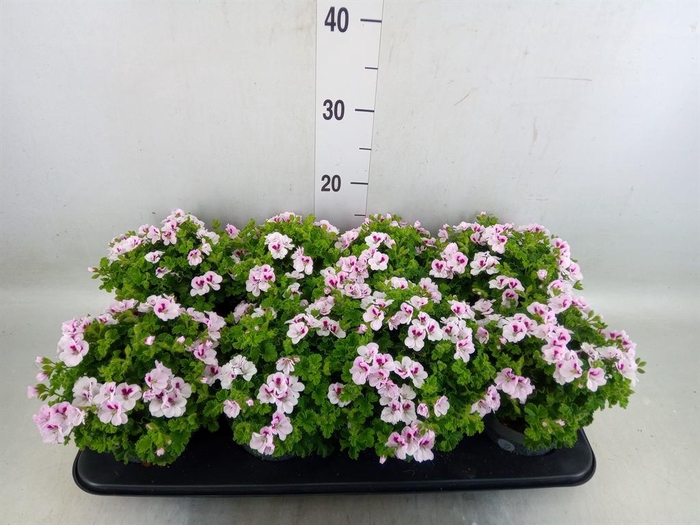 <h4>Pelargonium gran.   ..</h4>