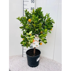Citrus Calamondin on stem