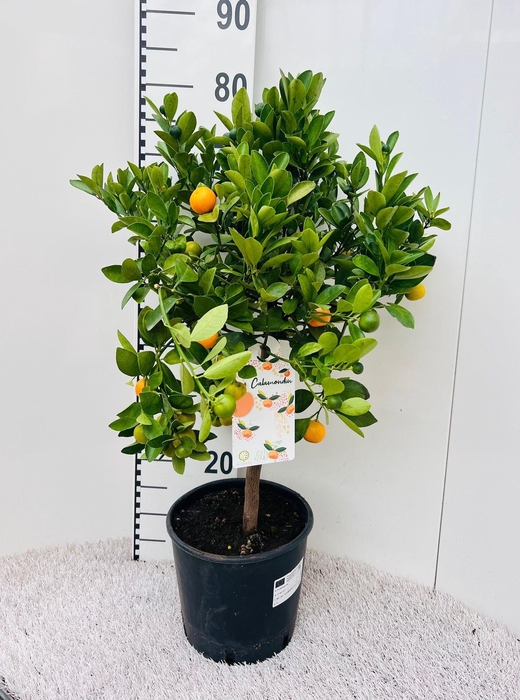 <h4>Citrus Calamondin on stem</h4>