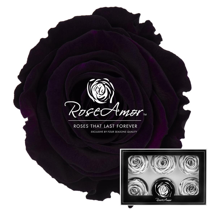 <h4>Lplus Pur01</h4>