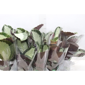 CALATHEA PICTURATA P12