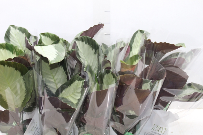 <h4>CALATHEA PICTURATA P12</h4>