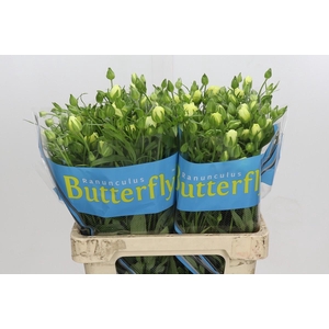 Ranunculus Butterfly Litai