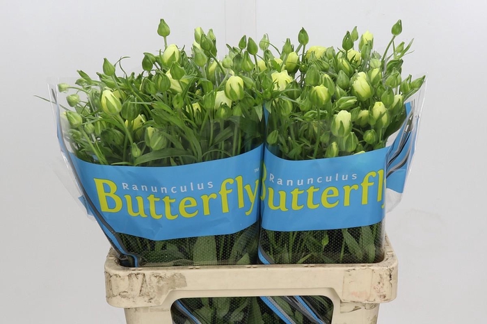 <h4>Ranunculus Butterfly Litai</h4>