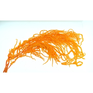 Amaranthus Preserved Orange