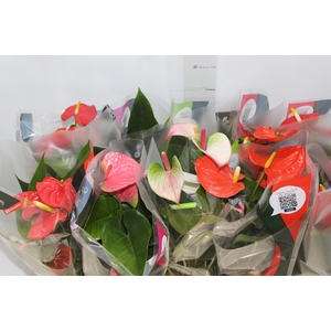 ANTHURIUM VARIADO P12
