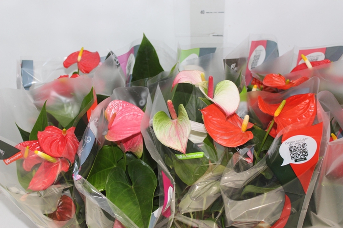 <h4>ANTHURIUM VARIADO P12</h4>