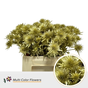 Eryngium Goud