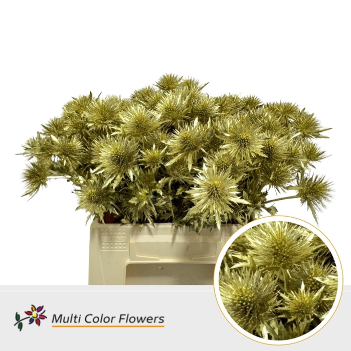 <h4>Eryngium Goud</h4>