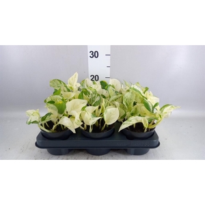 Epipremnum pinn. 'Happy Leaf'