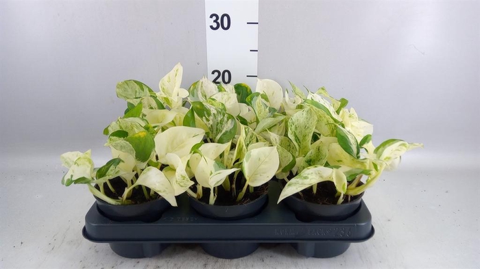<h4>Epipremnum pinn. 'Happy Leaf'</h4>