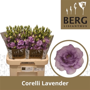 Eust Corelli Lavender