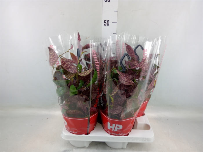 <h4>Aeschynanthus marmoratus</h4>