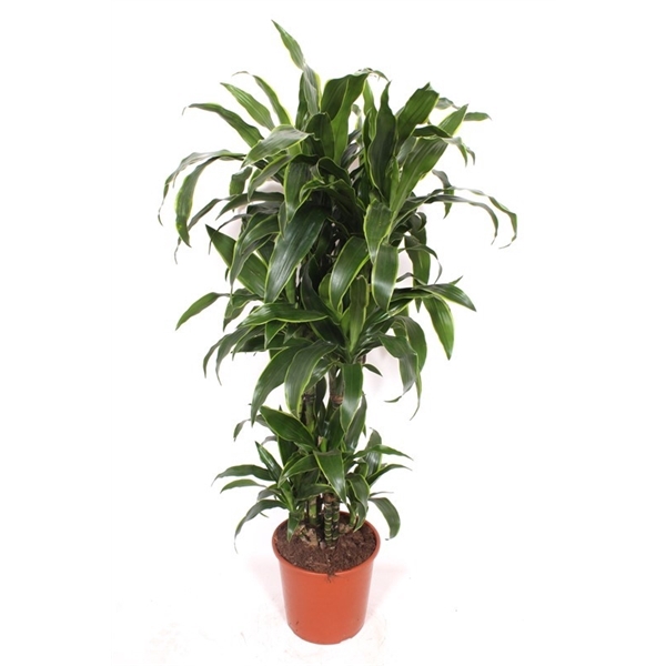 <h4>Dracaena Arturo</h4>