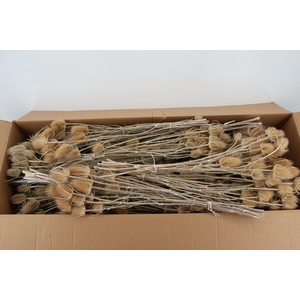 DF Dipsacus Natural Bs 165g