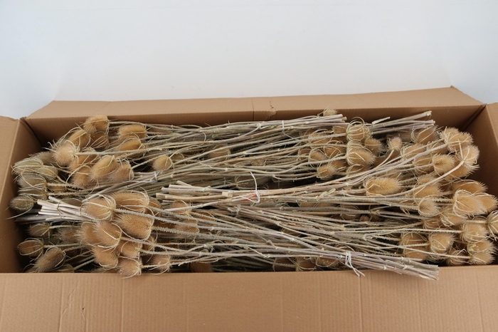 <h4>DF Dipsacus Natural Bs 165g</h4>