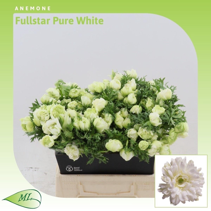 <h4>Anemone Fullstar Pure White</h4>