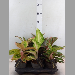 Aglaonema   ...