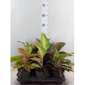 Aglaonema   ...