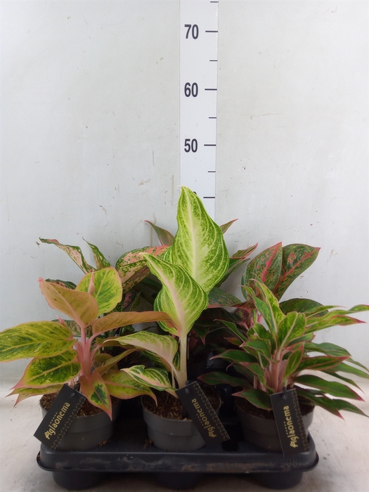 <h4>Aglaonema   ...</h4>
