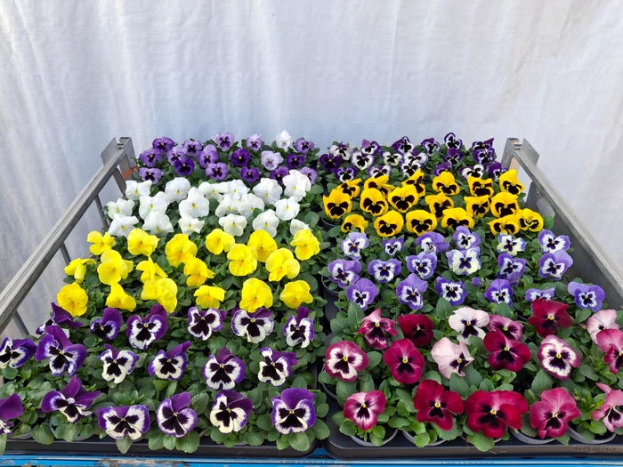 <h4>VIO WI DELTA GEM</h4>