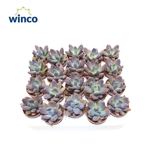 PACHYPHYTUM COMPACTU