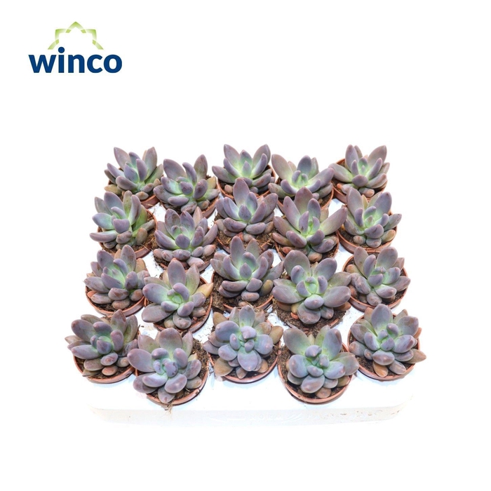 <h4>PACHYPHYTUM COMPACTU</h4>
