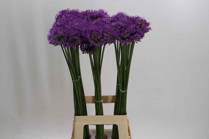 <h4>Allium Gladiator</h4>