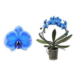 Phal I Am Circle Blue 2T18+