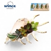 Concepts® - Uniqueshells 'lambis' (m) Concepts®