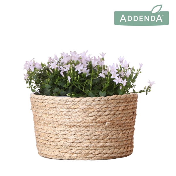 <h4>Campanula Addenda Ambella white in Reed Basket</h4>