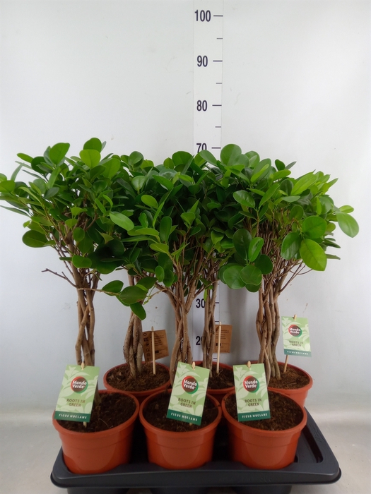 <h4>Ficus microcarpa 'Moclame'</h4>