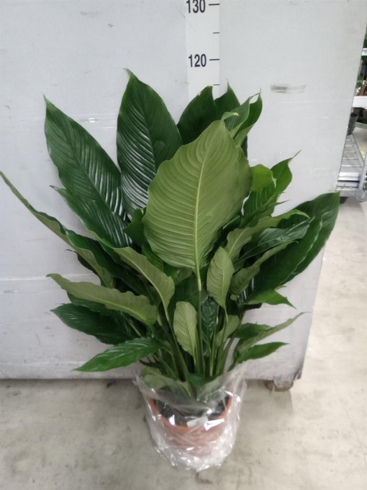 <h4>Spathiphyllum  'Sweet Sebastiano'</h4>