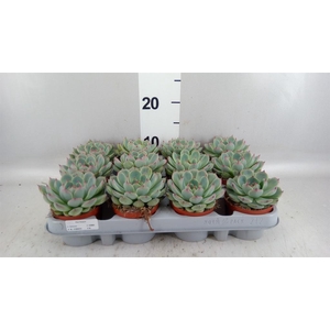 Echeveria   ...