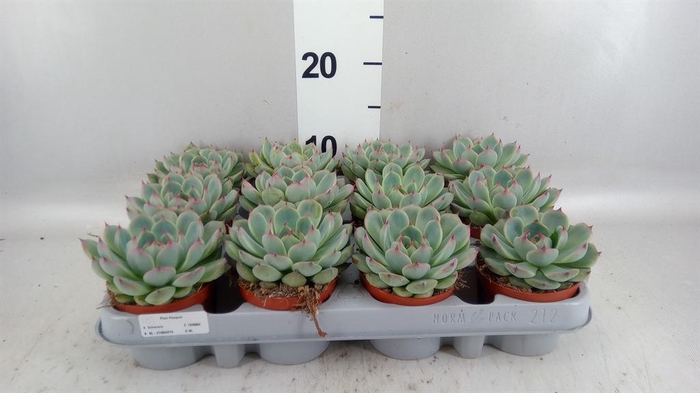 <h4>Echeveria ...</h4>