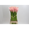 Zantedeschia Eydolls Salmon