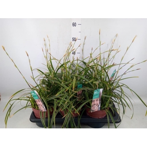 Carex morrowii 'Ice Dance'