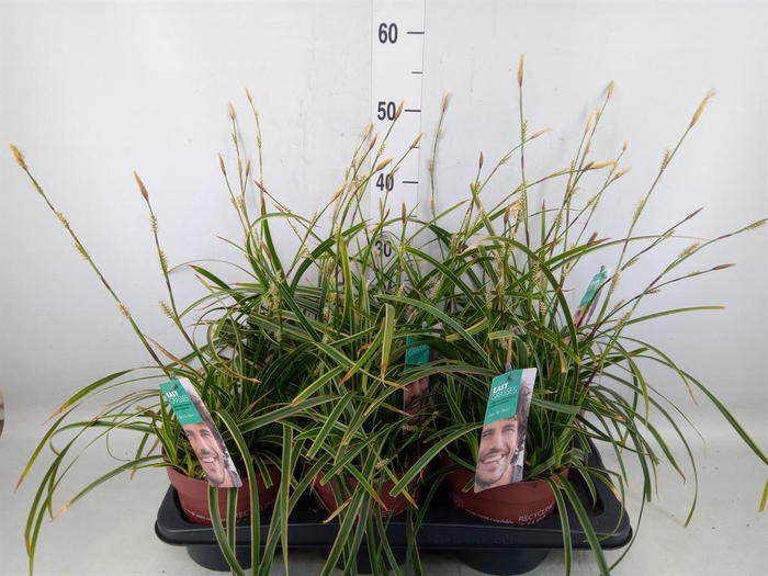 <h4>Carex morrowii 'Ice Dance'</h4>