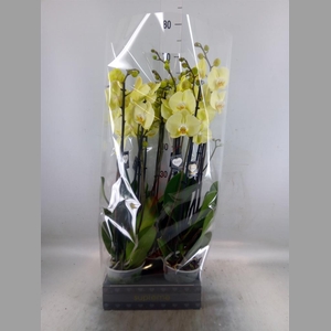 Phalaenopsis  'Golden Coin'
