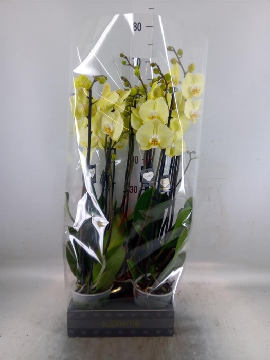 <h4>Phalaenopsis  'Golden Coin'</h4>