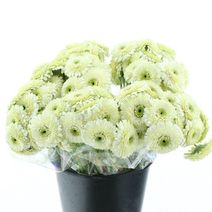 Ge Mi Bolero Monamona