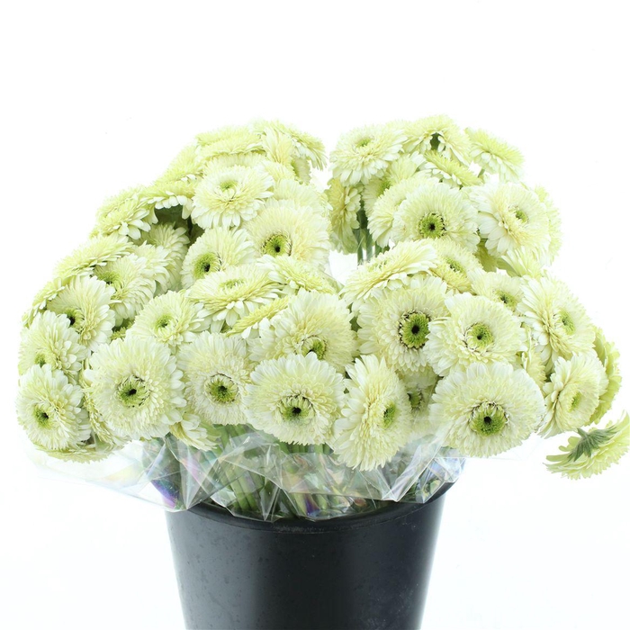 <h4>Ge Mi Bolero Monamona</h4>