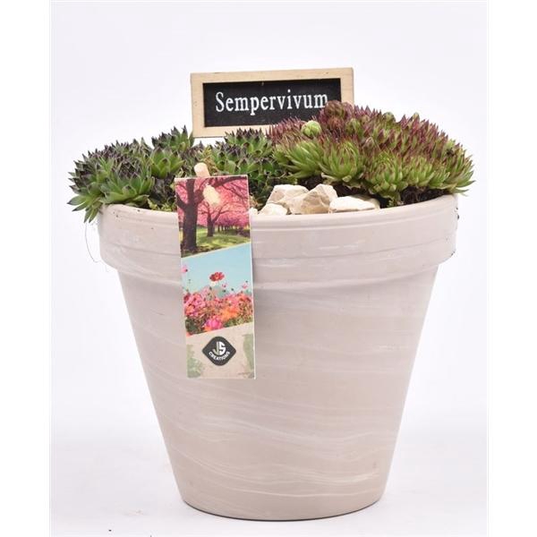 <h4>Arrangementen Sempervivum 6%</h4>