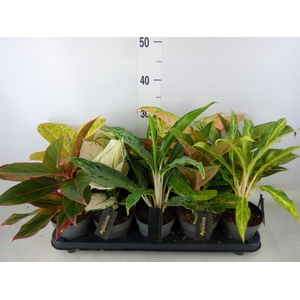 Aglaonema   ...