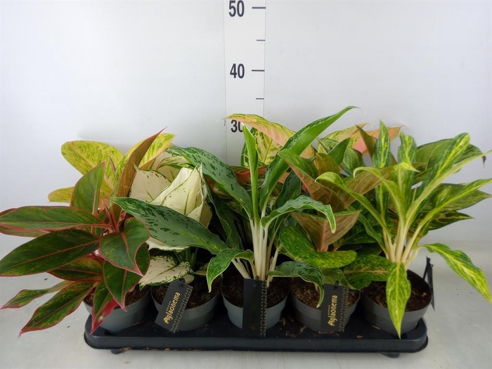 <h4>Aglaonema   ...</h4>
