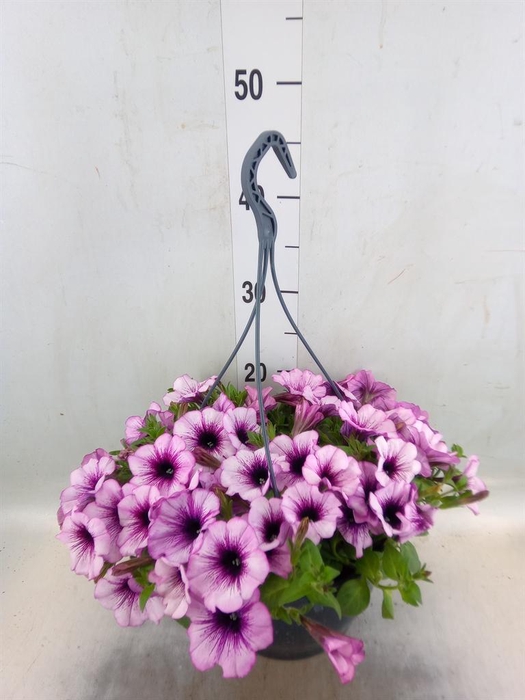 <h4>Petunia   ...</h4>